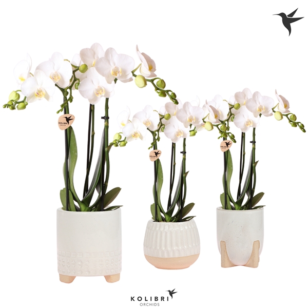 <h4>Kolibri Orchids Phalaenopsis white 3 spike in Desert pot white</h4>