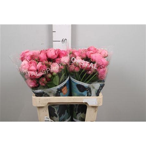 R Tr Silva Pink+