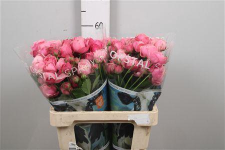 <h4>R Tr Silva Pink+</h4>