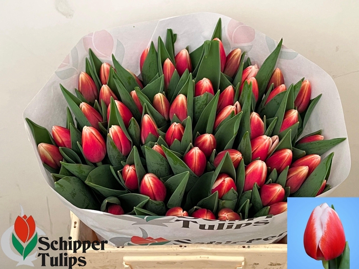 <h4>TU EN OUTFIT</h4>