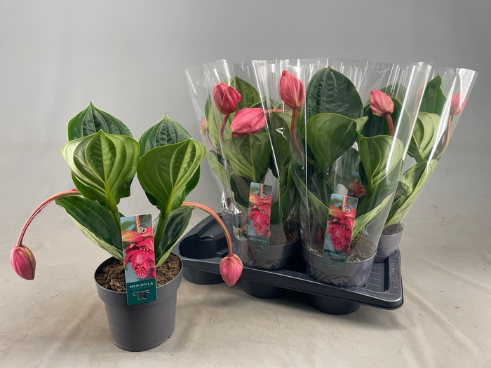 <h4>MEDIN MAG FLAMENCO</h4>