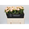 Paeonia In Full Sail