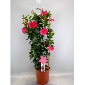Mandevilla sand. 'SumStar Pink'