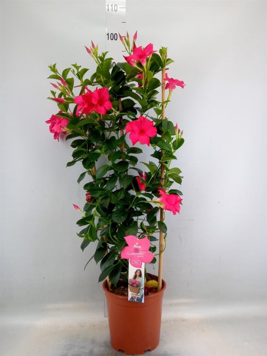 <h4>Mandevilla sand. 'SumStar Pink'</h4>