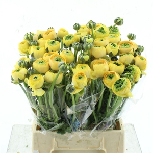 Ran Su Banana Extra ( X 20 )