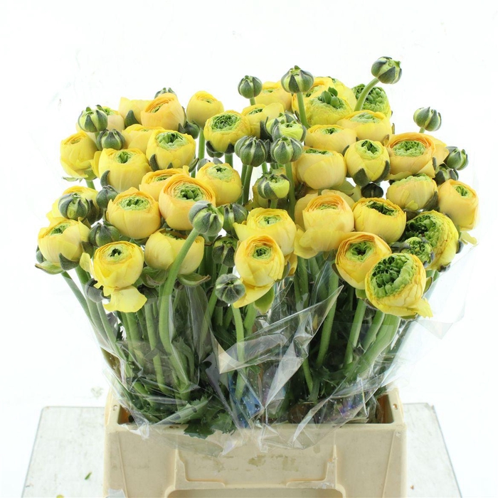 <h4>Ran Su Banana Extra ( X 20 )</h4>