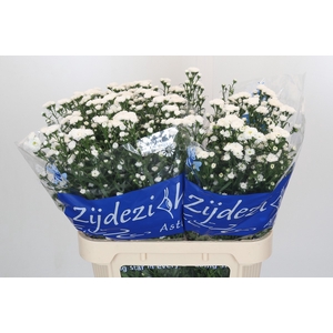 Aster Cassy