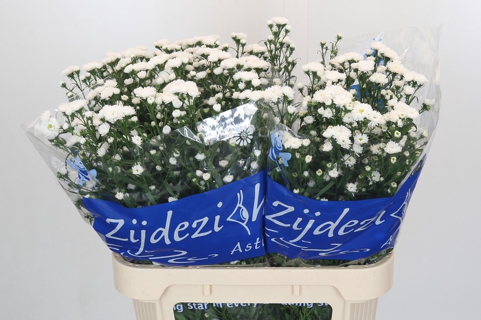 <h4>Aster Cassy</h4>