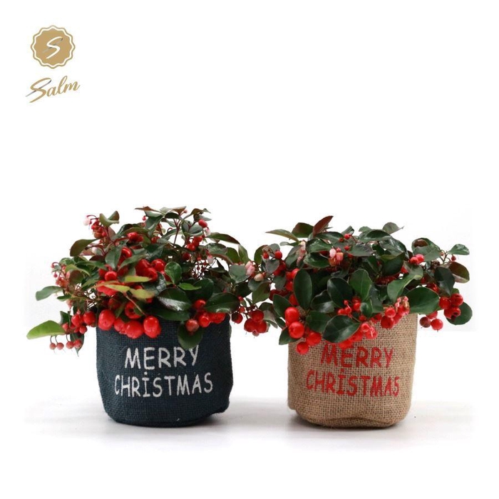 <h4>Gaultheria pr. 'Big Berry'® P10 in Bag X-mas Duo</h4>