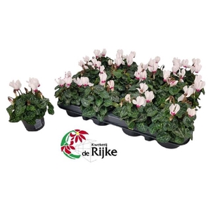 CYCL KL SUP VER VICT