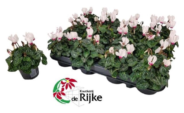 <h4>CYCL KL SUP VER VICT</h4>