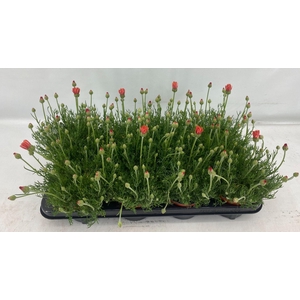 Rhodanthemum Zagora Oranje