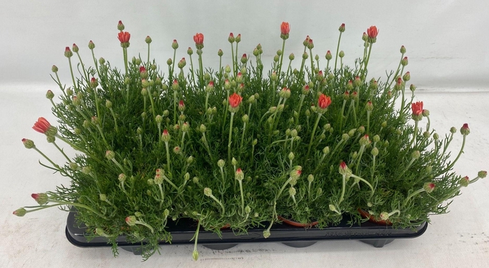 <h4>Rhodanthemum Zagora Oranje</h4>