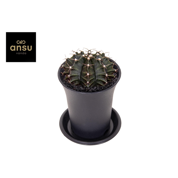 <h4>GYMNO JAPAN GEM</h4>