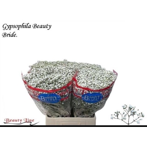 GYPS PA BEAUTY BRIDE