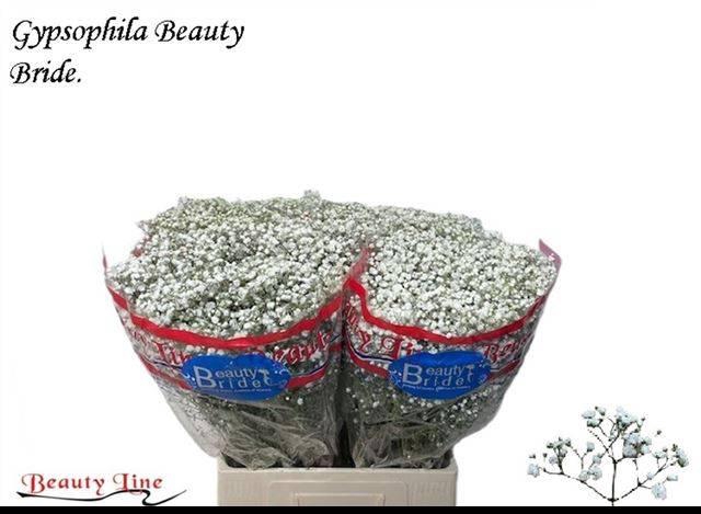 <h4>GYPS PA BEAUTY BRIDE</h4>