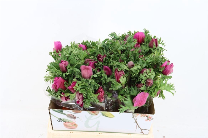 <h4>Anem Marianne Orchid</h4>