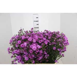 ASTER DOBRADO PINK 070 CM