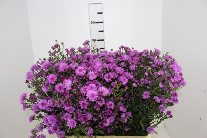 <h4>ASTER DOBRADO PINK 070 CM</h4>