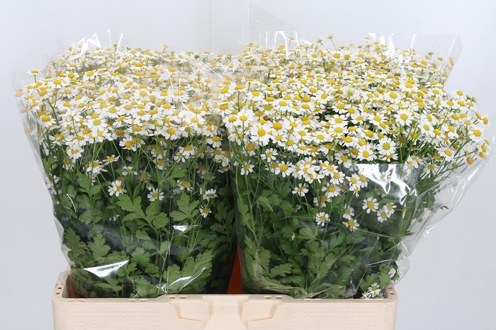 <h4>Tanacetum Pa Single Vegmo</h4>