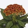 Celosia indian summer