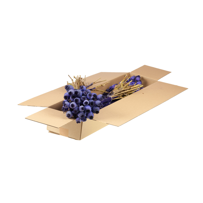 <h4>Papaver Sb Purple</h4>