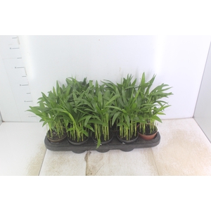 ARECA BAMBU P11