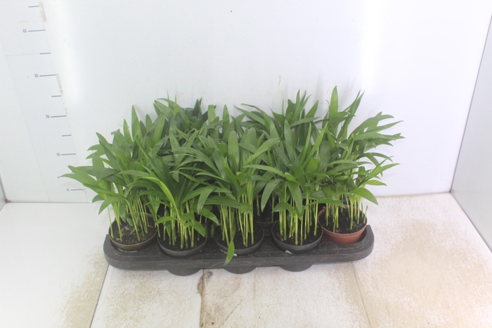 ARECA BAMBU P11