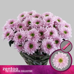 Chrysanthemum Indicum Grp tros Commander Pink