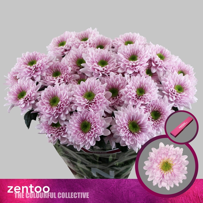 <h4>Chrysanthemum Indicum Grp tros Commander Pink</h4>