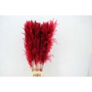 DF Pampas 130cm Red