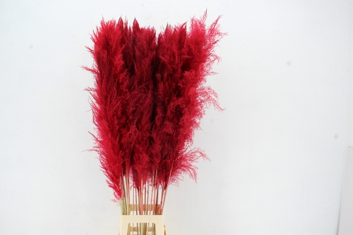 <h4>DF Pampas 130cm Red</h4>