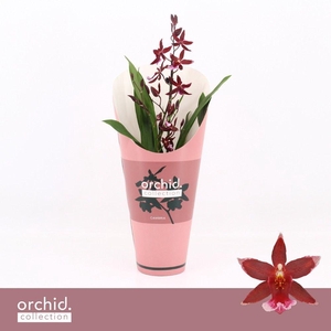 Barrocco Red, 1-spike 'Orchid Collection' Potcover