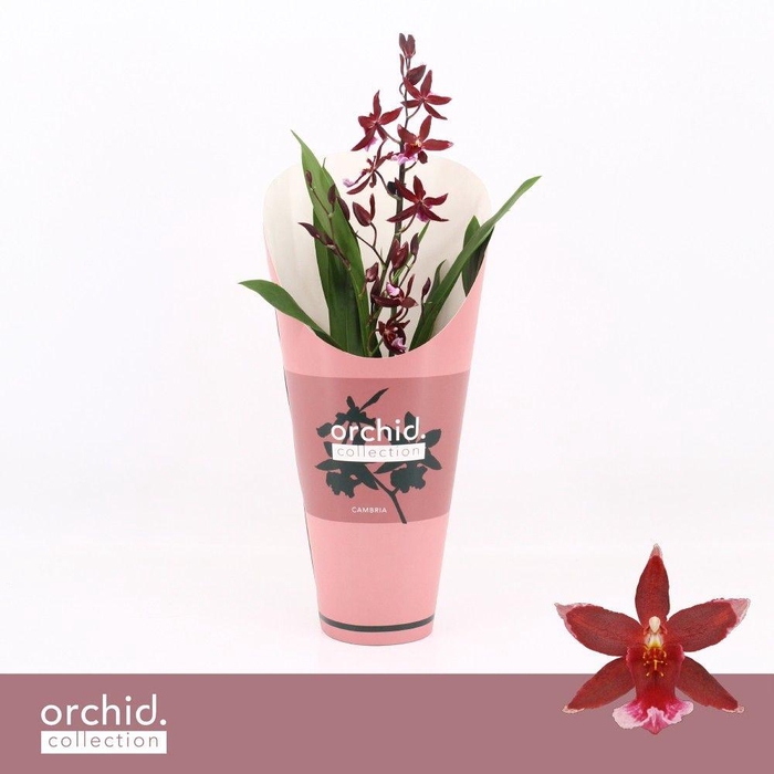 <h4>Barrocco Red, 1-spike 'Orchid Collection' Potcover</h4>