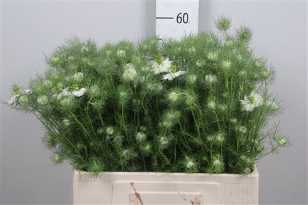 <h4>Nigella Da White Lady</h4>
