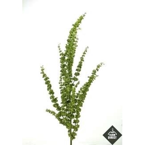 RUMEX CRISP UNICORN