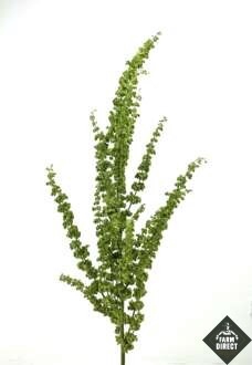 <h4>RUMEX CRISP UNICORN</h4>