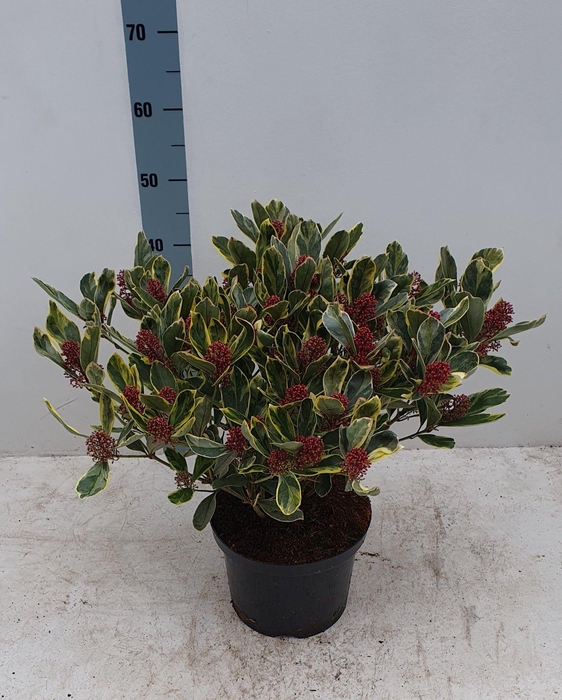 <h4>Perosa 23 cm 30+ bloem</h4>