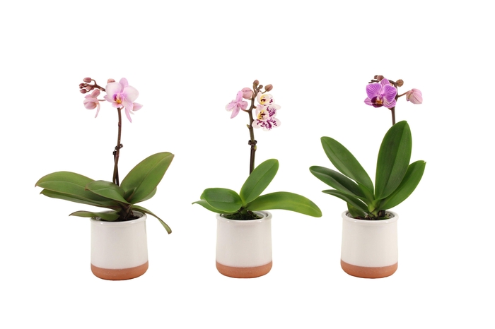 <h4>Valencia Wit Tiny Dolls Mix 1T7+ aqu@</h4>