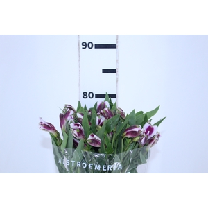 ALSTROEMERIA MAYFAIR 080 CM