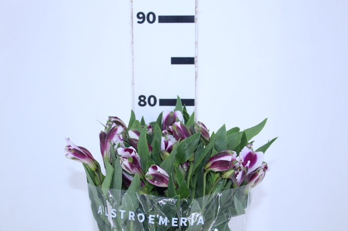 ALSTROEMERIA MAYFAIR 080 CM