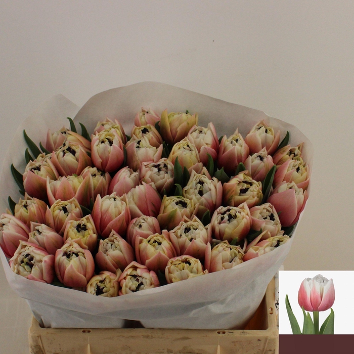 <h4>TU DU SAMBUCA</h4>