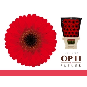 Germini Nirvana Diamond