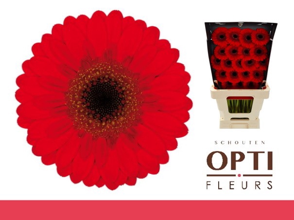 <h4>Germini Nirvana Diamond</h4>