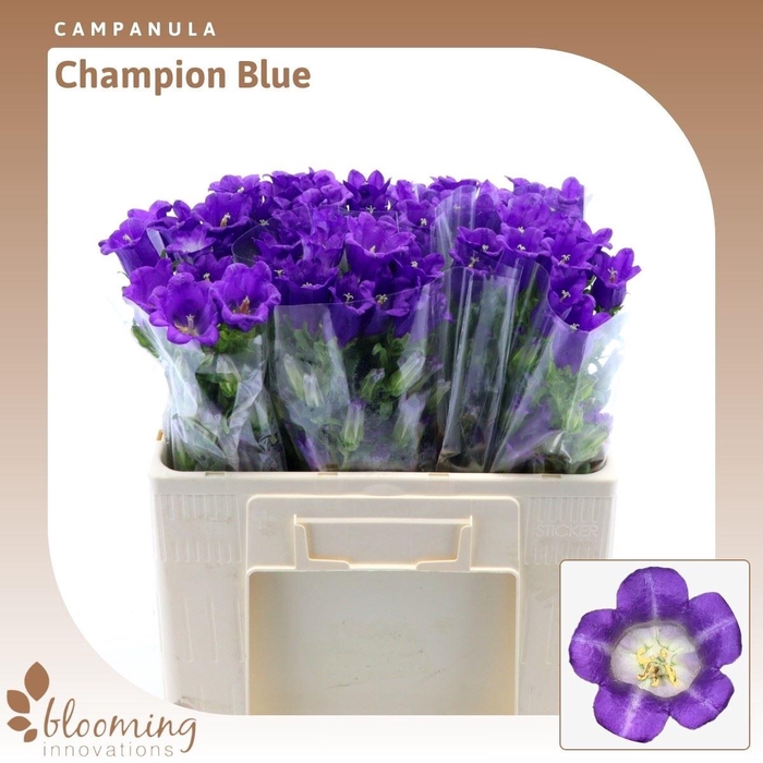 <h4>Campanula Champion Blue</h4>