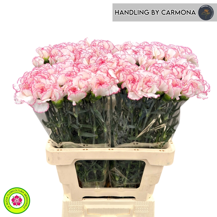 <h4>DI ST POIROT BIANCO</h4>