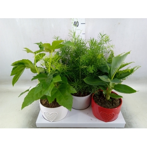Planten  ..mix