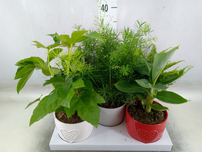 <h4>Planten  ..mix</h4>