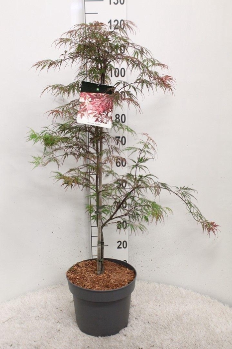 <h4>Acer palmatum 'Garnet' P29 potgekweekt</h4>