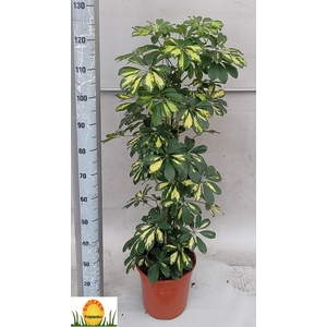 SCHEF AR GOLD CAPELL